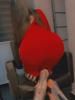 Frida puta y escort en Venustiano Carranza